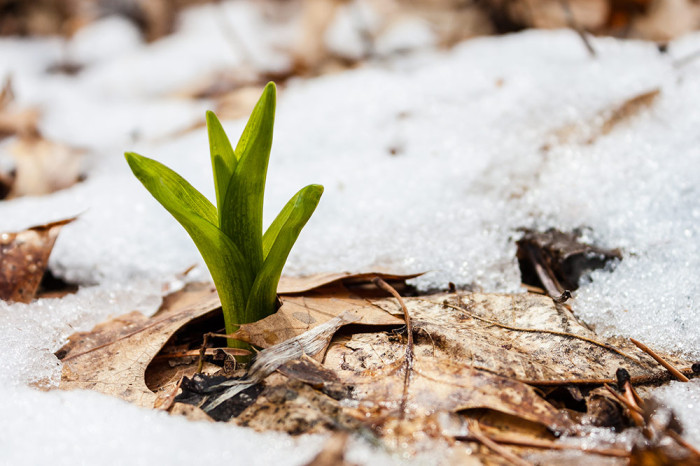 spring green sprout in snow