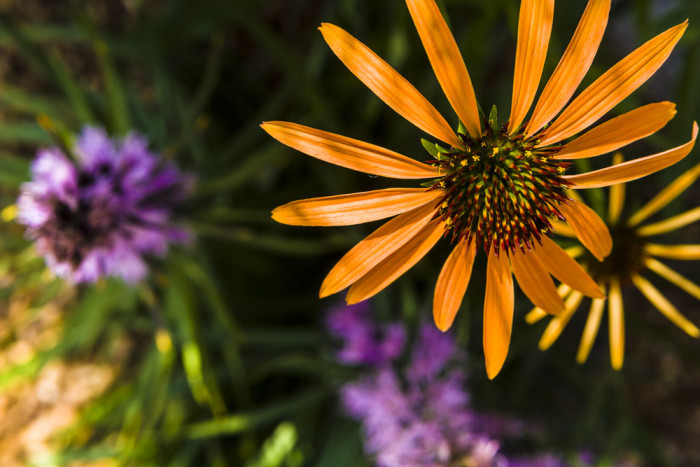 orange flower