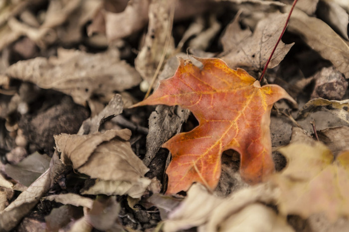 orange leaf