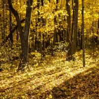 yellow sunlight